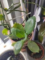 Gewortelde stekjes Mother of Millions (Kalanchoe), Huis en Inrichting, Kamerplanten, Overige soorten, In pot, Minder dan 100 cm