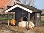 Hangbuik varken, Dieren en Toebehoren, Schapen, Geiten en Varkens, Vrouwelijk, Varken, 6 jaar of ouder