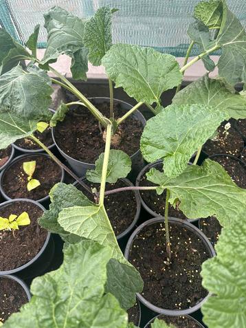 Crambe beschikbaar voor biedingen