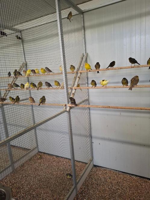 Gezocht, allerlei soorten volierevogels, Dieren en Toebehoren, Vogels | Parkieten en Papegaaien, Parkiet, Meerdere dieren