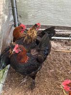 3 easter egger Hanen, Dieren en Toebehoren, Pluimvee, Mannelijk, Kip