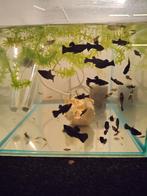 Black Molly's, Vis