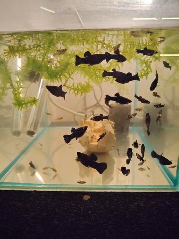 Black Molly's  beschikbaar voor biedingen