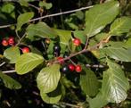 **ACTIE** Frangula alnus, sporkehout, inheems rhamnus frang, Ophalen of Verzenden, Overige soorten, Struik, 100 tot 250 cm