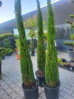 Cupressus semp.Totem 170-175cm, Tuin en Terras, Bloeit niet, Overige soorten, 100 tot 250 cm, Ophalen