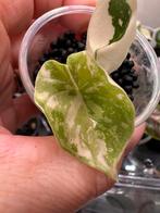 Alocasia melo albo variegata, Huis en Inrichting, Kamerplanten, Ophalen of Verzenden, Halfschaduw, Minder dan 100 cm