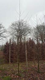 Zwarte elzen alnus glutinos, Ophalen of Verzenden, Volle zon, Overige soorten, 400 cm of meer