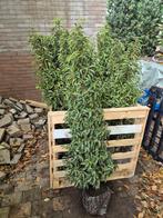 Portugese laurier haagplanten 125-150 cm, Ophalen of Verzenden, Laurier, Haag, 100 tot 250 cm