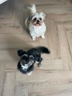 Gezocht honden oppas, Dieren en Toebehoren, Honden | Chihuahua's en Gezelschapshonden, Rabiës (hondsdolheid), Teef, Meerdere, 3 tot 5 jaar