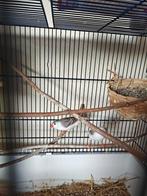 Mooie witborst zebravink pop uit 2025, Dieren en Toebehoren, Vogels | Overige Vogels, Vrouwelijk