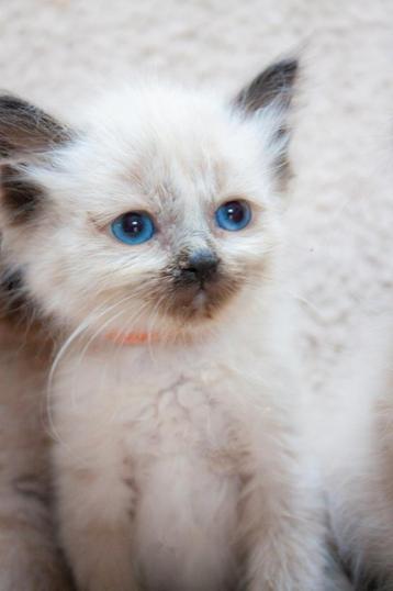 Super lieve Ragdoll kittens️ 🩷✨️ beschikbaar voor biedingen