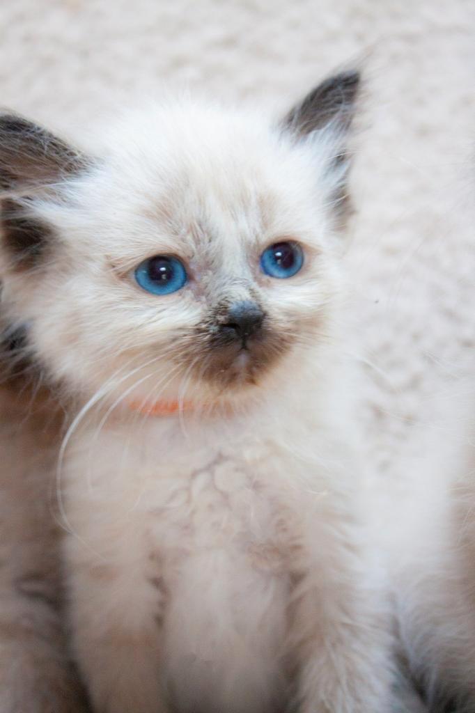 Super lieve Ragdoll kittens️ 🩷✨️, Dieren en Toebehoren, Katten en Kittens | Raskatten | Langhaar, Meerdere dieren