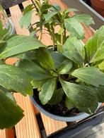 Pachysandra, Ophalen, Halfschaduw