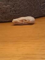 Mollen schedel - Uniek exemplaar!, Ophalen of Verzenden