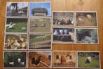 14x Artcolor Verlag Schaap Lammetjes Kippen Ganzen Eend Haan, Ophalen of Verzenden, 1980 tot heden, Ongelopen, Overige soorten