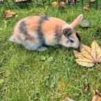 Prachtig heel lief dwergkonijn ventje van 12 weekjes jong!, Dieren en Toebehoren, Konijnen, Mannelijk, Dwerg, 0 tot 2 jaar