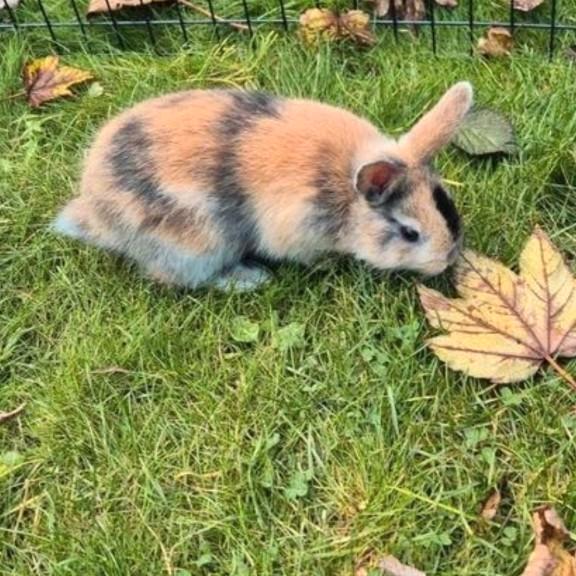 Prachtig heel lief dwergkonijn ventje van 12 weekjes jong!, Dieren en Toebehoren, Konijnen, Dwerg, Mannelijk, 0 tot 2 jaar