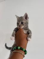 Europese Korthaar kittens te koop, Dieren en Toebehoren, Katten en Kittens | Overige Katten, Meerdere dieren, Kortharig, 0 tot 2 jaar