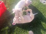Dogo argatino pups, Overige rassen, 8 tot 15 weken, Meerdere, Meerdere dieren