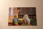 Katten Postkaart - Samojeden Pups kijken naar Poes Russia, Ongelopen, Verzenden, 1980 tot heden, Hond of Kat