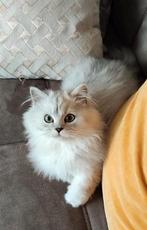 Nog Mooie katertje langhaar kittens!!!, Dieren en Toebehoren, Katten en Kittens | Raskatten | Langhaar, Meerdere dieren, Ontwormd