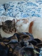 Vaste dierenoppas aangeboden. Regio Eefde/Zutphen