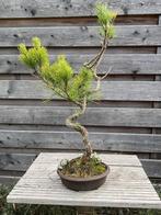 Japanse zwarte den bonsai pinus thunbergii, Tuin en Terras, Planten | Bomen, Ophalen, Bloeit niet, Overige soorten, Minder dan 100 cm