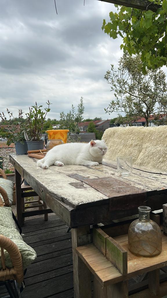 Maatje gezocht voor onze poes Beer/britse korthaaar Beer, Dieren en Toebehoren, Katten en Kittens | Raskatten | Korthaar, Poes