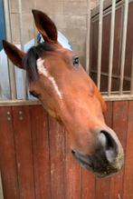 Verzorgster gezocht voor lieve ruin (23), Verzorging of Verzorgpony's