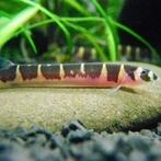 Kuhli Loach, Dieren en Toebehoren, Vis, Zoetwatervis, Schoolvis