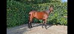 3jr ruin, Dieren en Toebehoren, Paarden, Gechipt, Ruin, Zadelmak, 3 tot 6 jaar