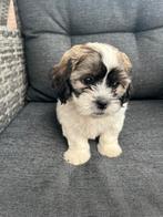 Lieve Boomer Reu Te Koop, Dieren en Toebehoren, Honden | Chihuahua's en Gezelschapshonden, Eén hond, Nederland, Particulier, Reu