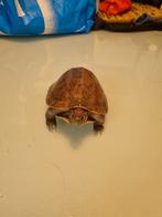 Oude Opgezette schuldpadje, Ophalen of Verzenden, Gebruikt