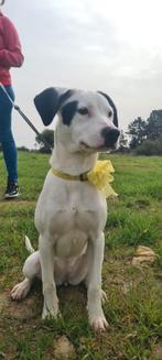 Mabel verblijft in Cyprus, Dieren en Toebehoren, 15 weken tot 1 jaar, Buitenland, Teef, Parvo