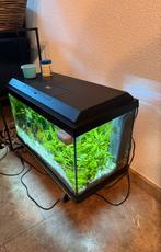 Aquarium 60 liter, voor Sinterklaas, Dieren en Toebehoren, Ophalen, Zo goed als nieuw, Gevuld zoetwateraquarium