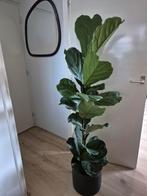 Prachtige tabaksplant. 1.50 m hoog., Ophalen, Halfschaduw, Minder dan 100 cm