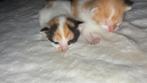 2 poesjes en 1 kater te reserveren, Dieren en Toebehoren, Katten en Kittens | Overige Katten, Meerdere dieren, Kortharig, 0 tot 2 jaar