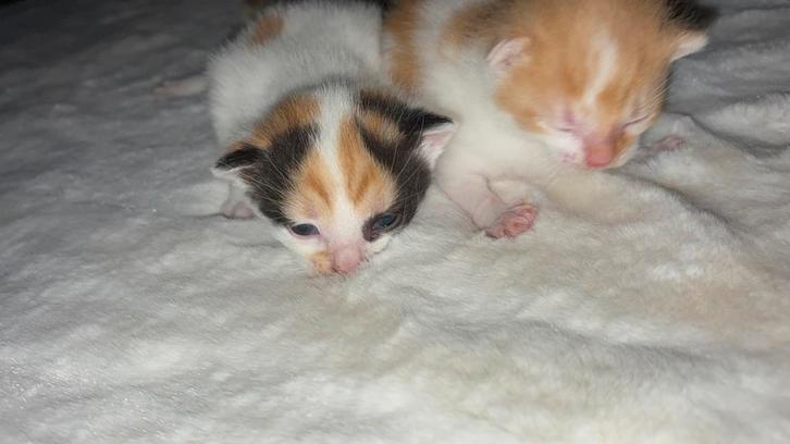 2 poesjes en 1 kater te reserveren, Dieren en Toebehoren, Katten en Kittens | Overige Katten, Kortharig, Meerdere dieren, 0 tot 2 jaar