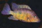 Midden Amerikaanse Cichlide Cribroheros rostratus, Vis