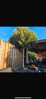 2 meter hoog boom, Tuin en Terras, Planten | Bomen, Ophalen, Volle zon, Overige soorten