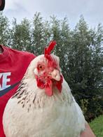 Sussex columbia hen (gerda), Dieren en Toebehoren, Pluimvee, Vrouwelijk, Kip