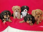 Cavalier King Charles pups, Dieren en Toebehoren, Honden | Retrievers, Spaniëls en Waterhonden, Overige rassen, CDV (hondenziekte)
