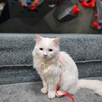 Wij zijn opzoek naar een knuffelvriendje voor milo, Dieren en Toebehoren, Katten en Kittens | Overige Katten, Kater