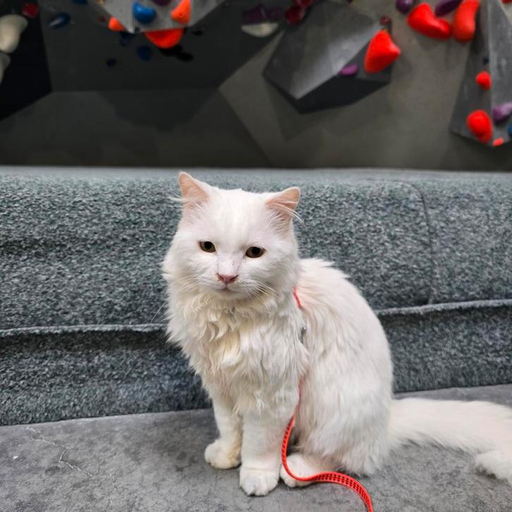 Maatje gezocht voor milo, Dieren en Toebehoren, Katten en Kittens | Overige Katten, Kater