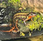Japanse vuurbuiksalamander Cynops ensicauda popei, Dieren en Toebehoren, Amfibie, 0 tot 2 jaar
