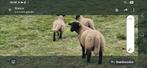 Mooie jonge suffolk rammen, Dieren en Toebehoren, Mannelijk, Schaap