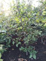 Groene Beuk ( Fagus ), Volle zon, Vaste plant, Bloeit niet, Ophalen