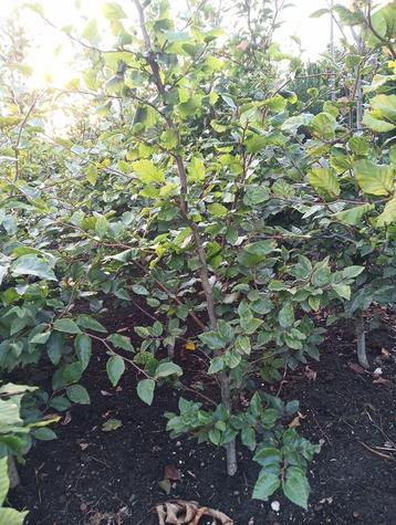 Groene Beuk ( Fagus ) beschikbaar voor biedingen