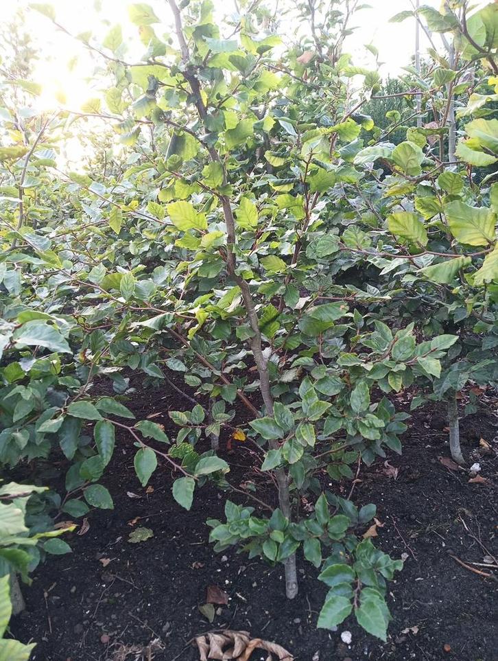 Groene Beuk ( Fagus ), Tuin en Terras, Planten | Tuinplanten, Vaste plant, Overige soorten, Volle zon, Bloeit niet, Ophalen