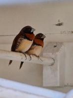 Zeer mooi koppel bruinborst rietvinken, Dieren en Toebehoren, Vogels | Overige Vogels, Meerdere dieren, Tropenvogel, Geringd
